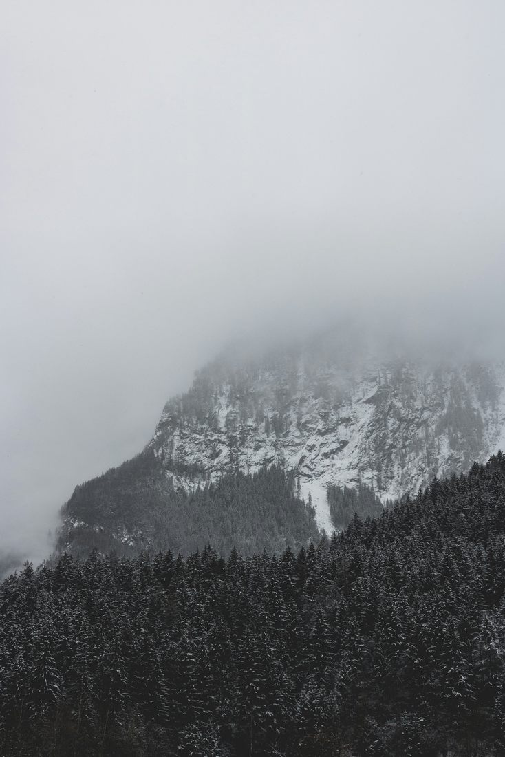 Neige et forêt
